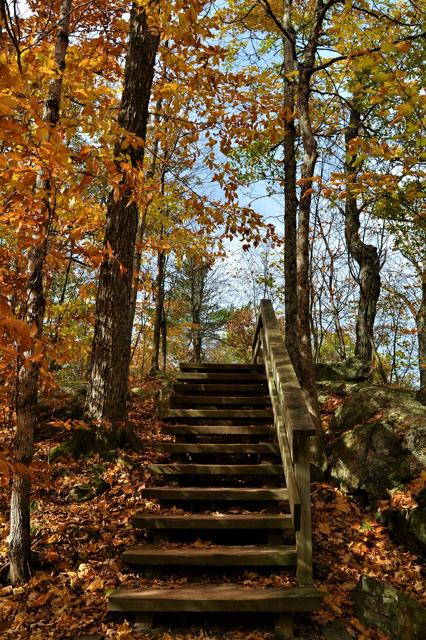 stairs  forest  woods free photo