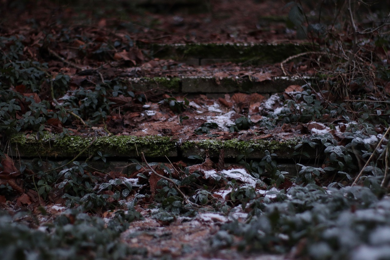 stairs  leaves  nature free photo