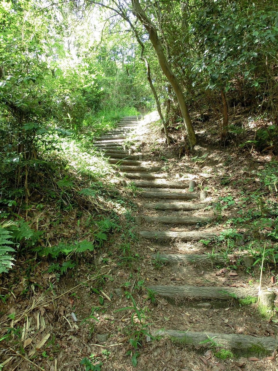 stairs forest stairway free photo