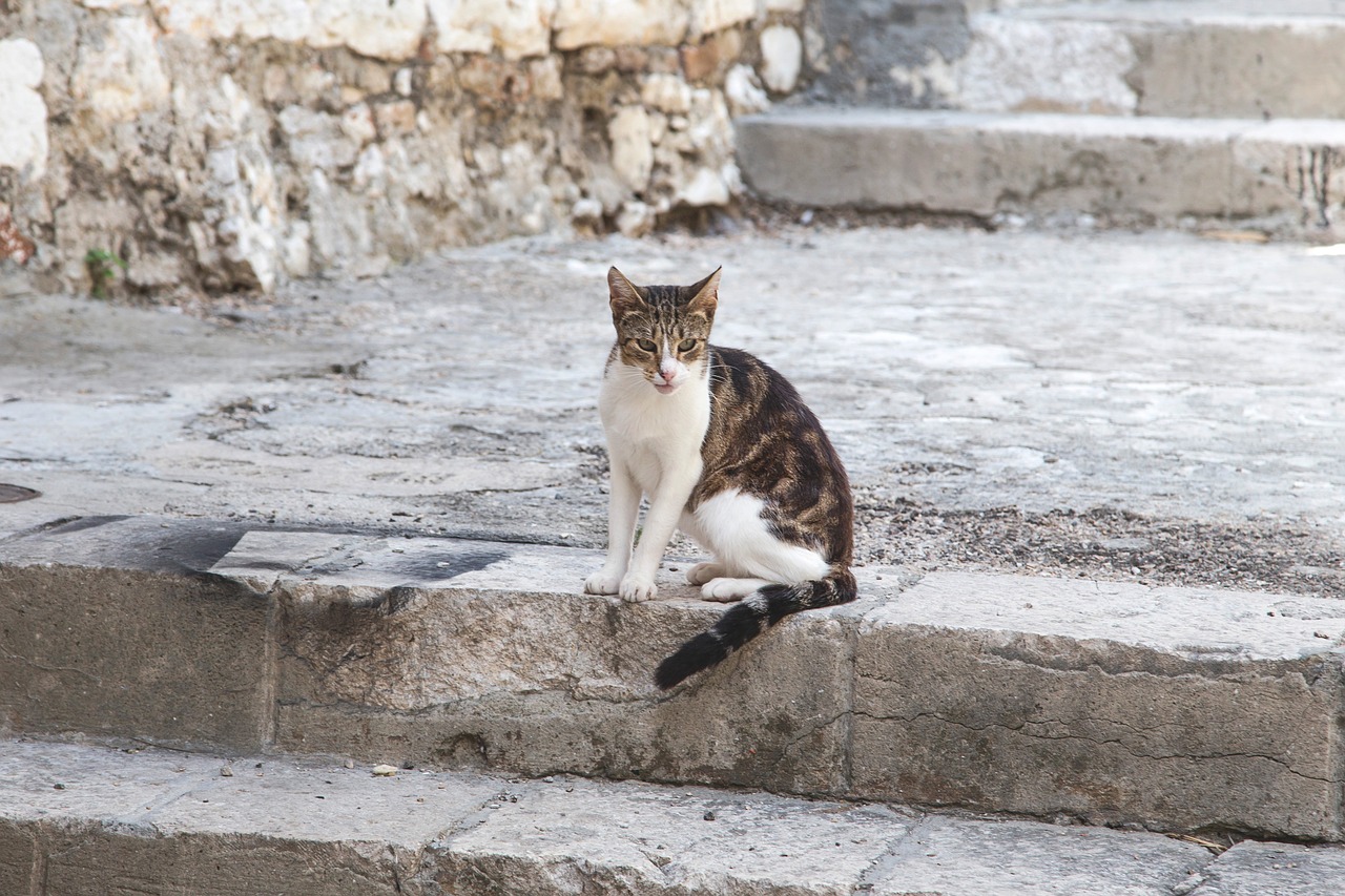 stairs cat street free photo