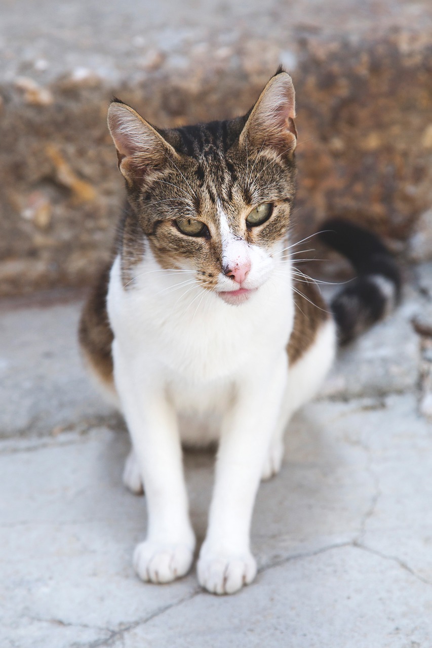 stairs cat street free photo