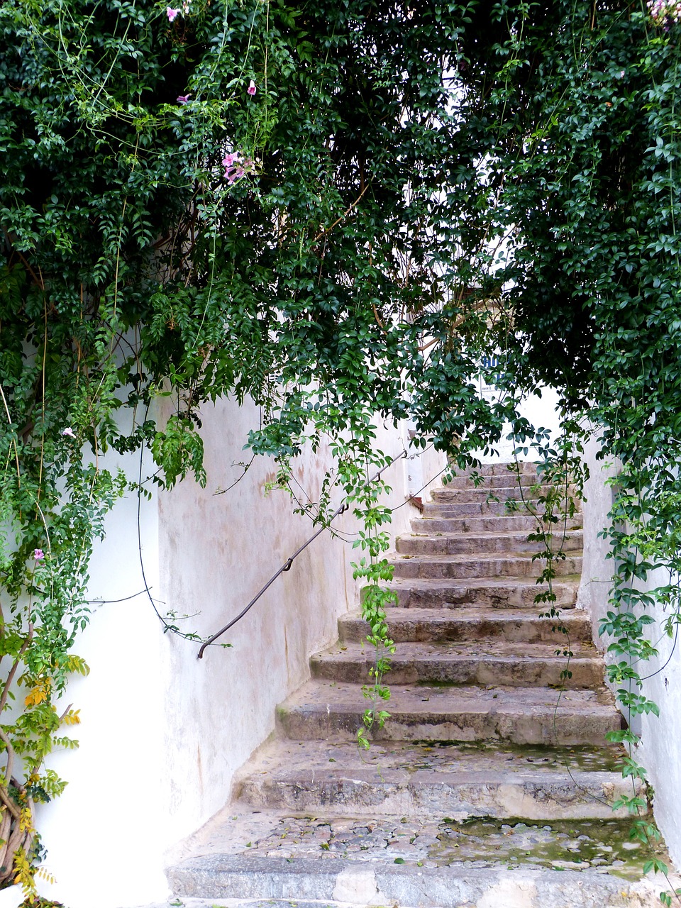 stairs spain plant free photo
