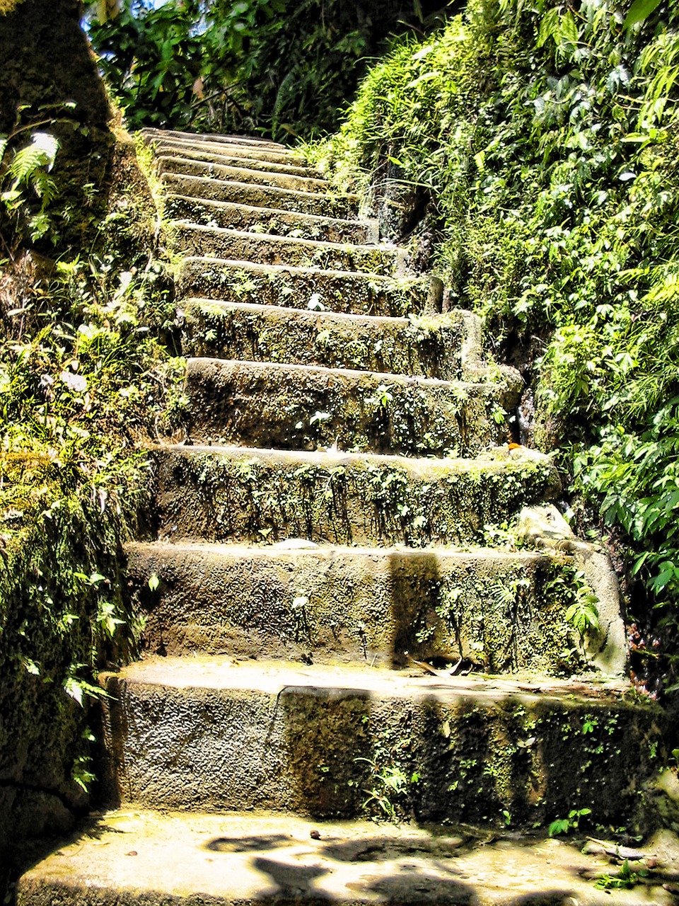 stairs overgrown rise free photo