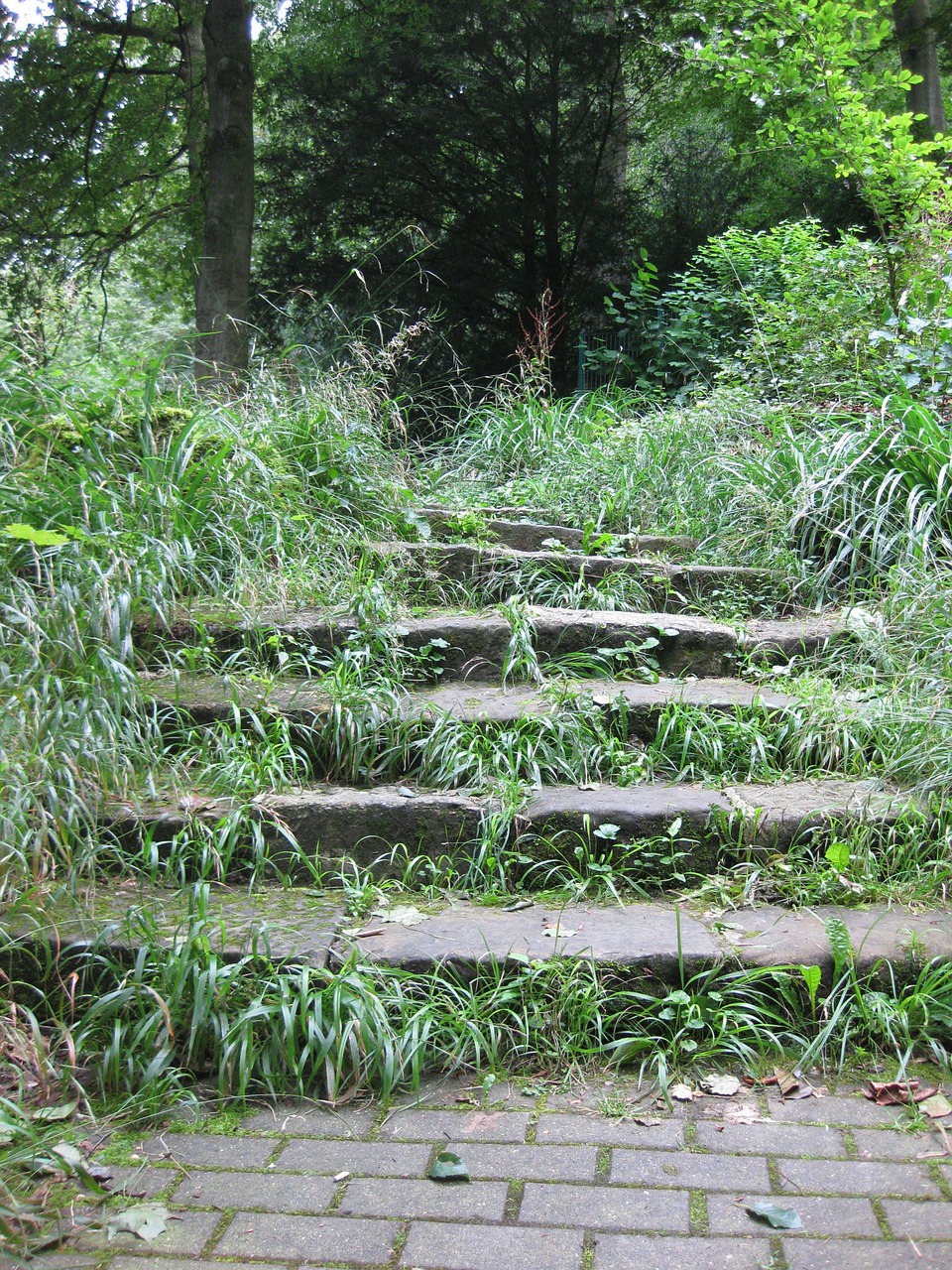 stairs forest nature free photo