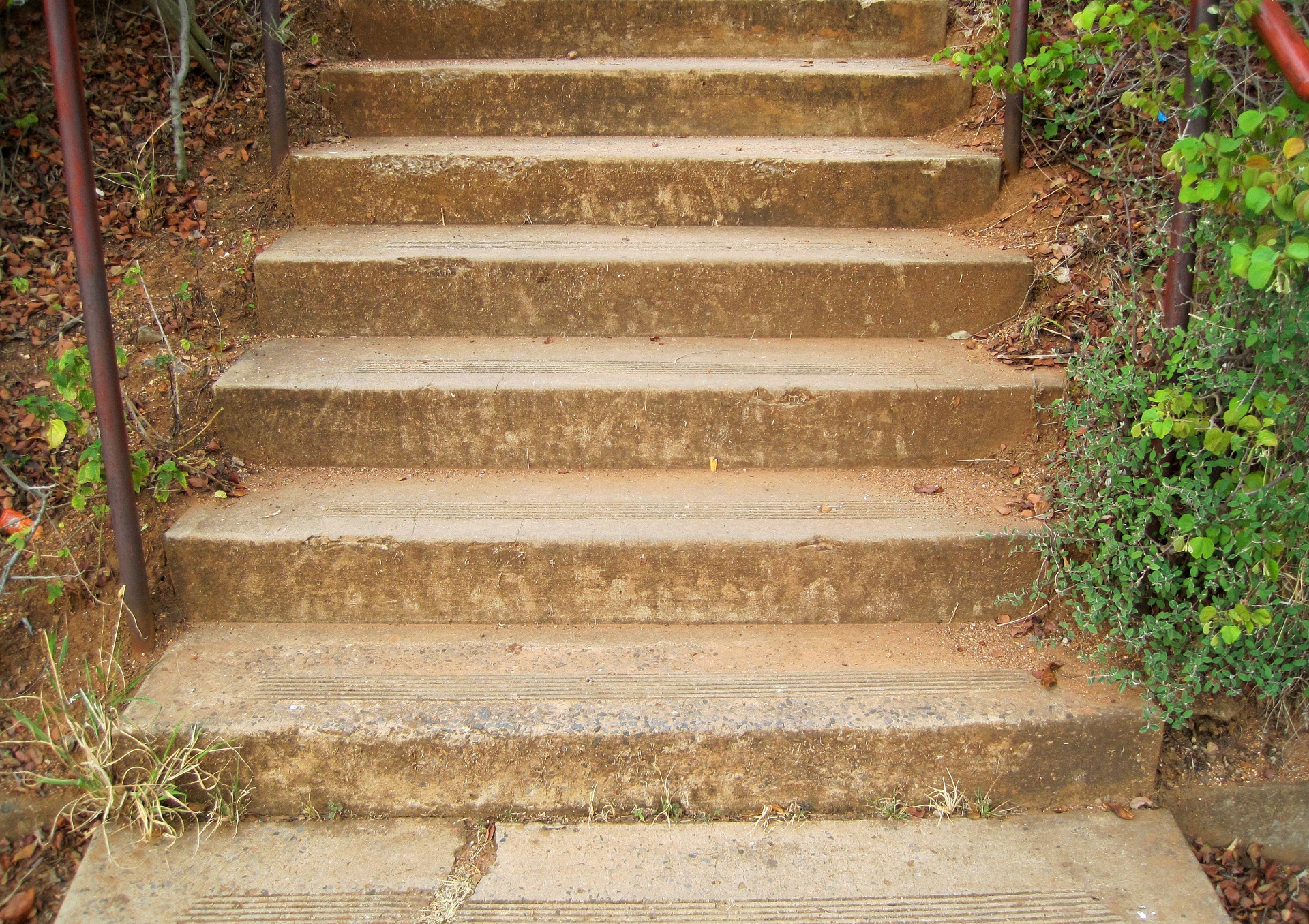 stairs steps plants free photo