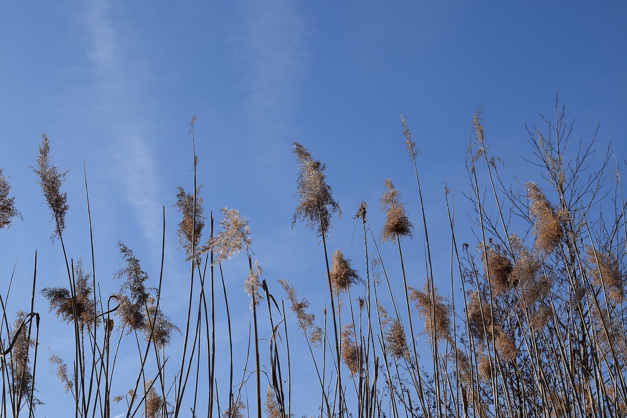 stake tube giant reed blue sky free photo