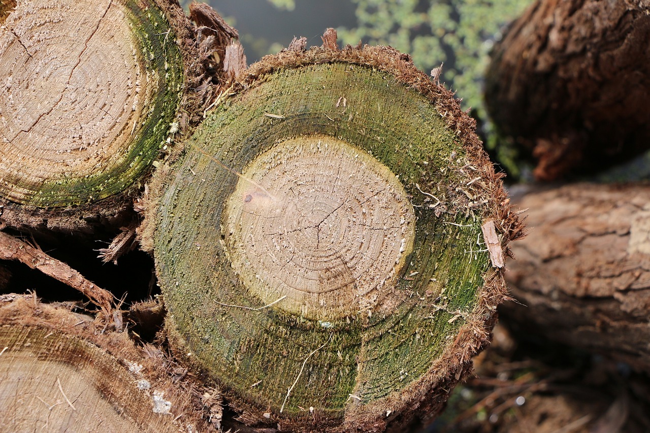 stakes moss trees free photo