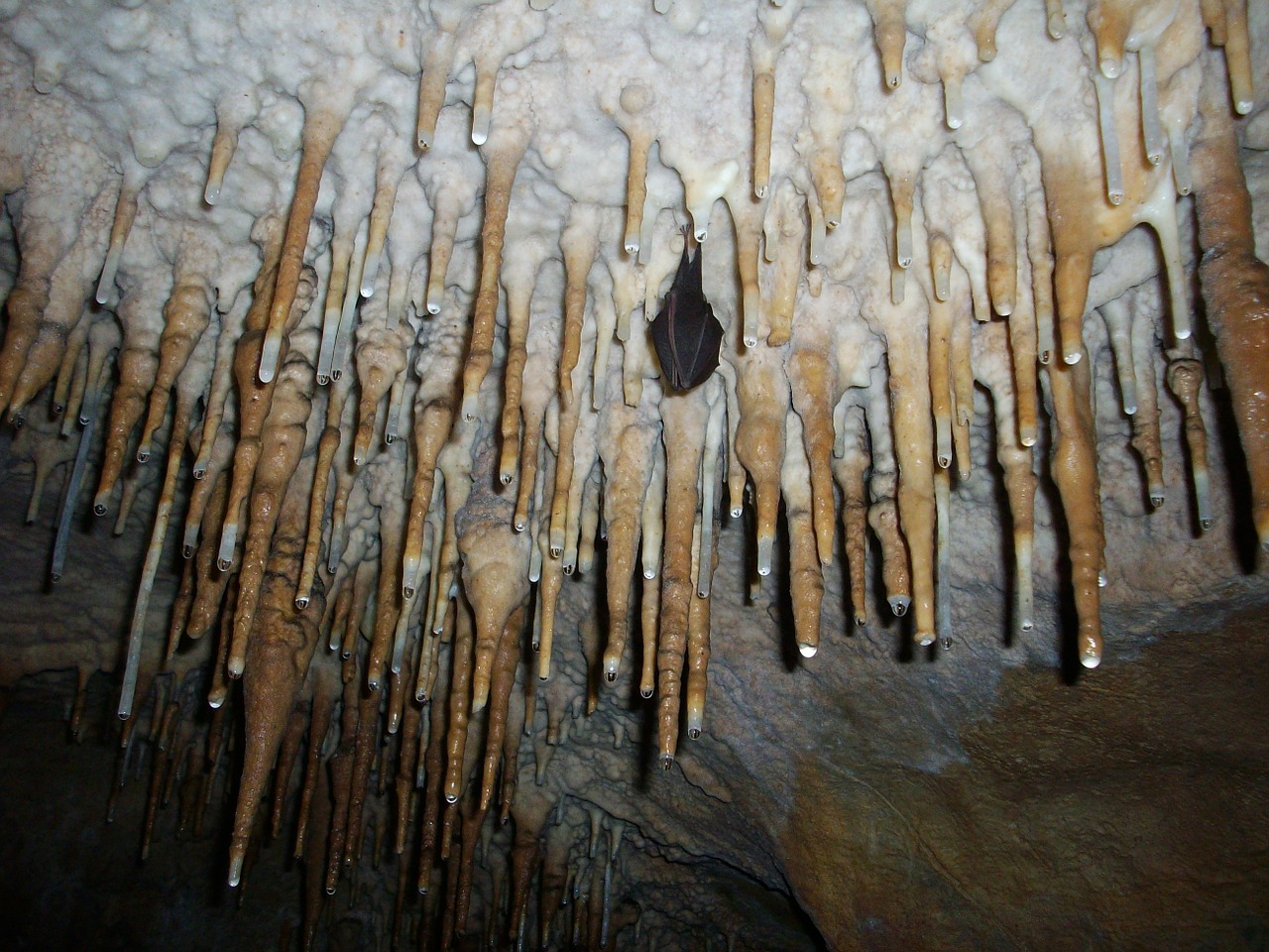 stalactites hibernated bat cave free photo