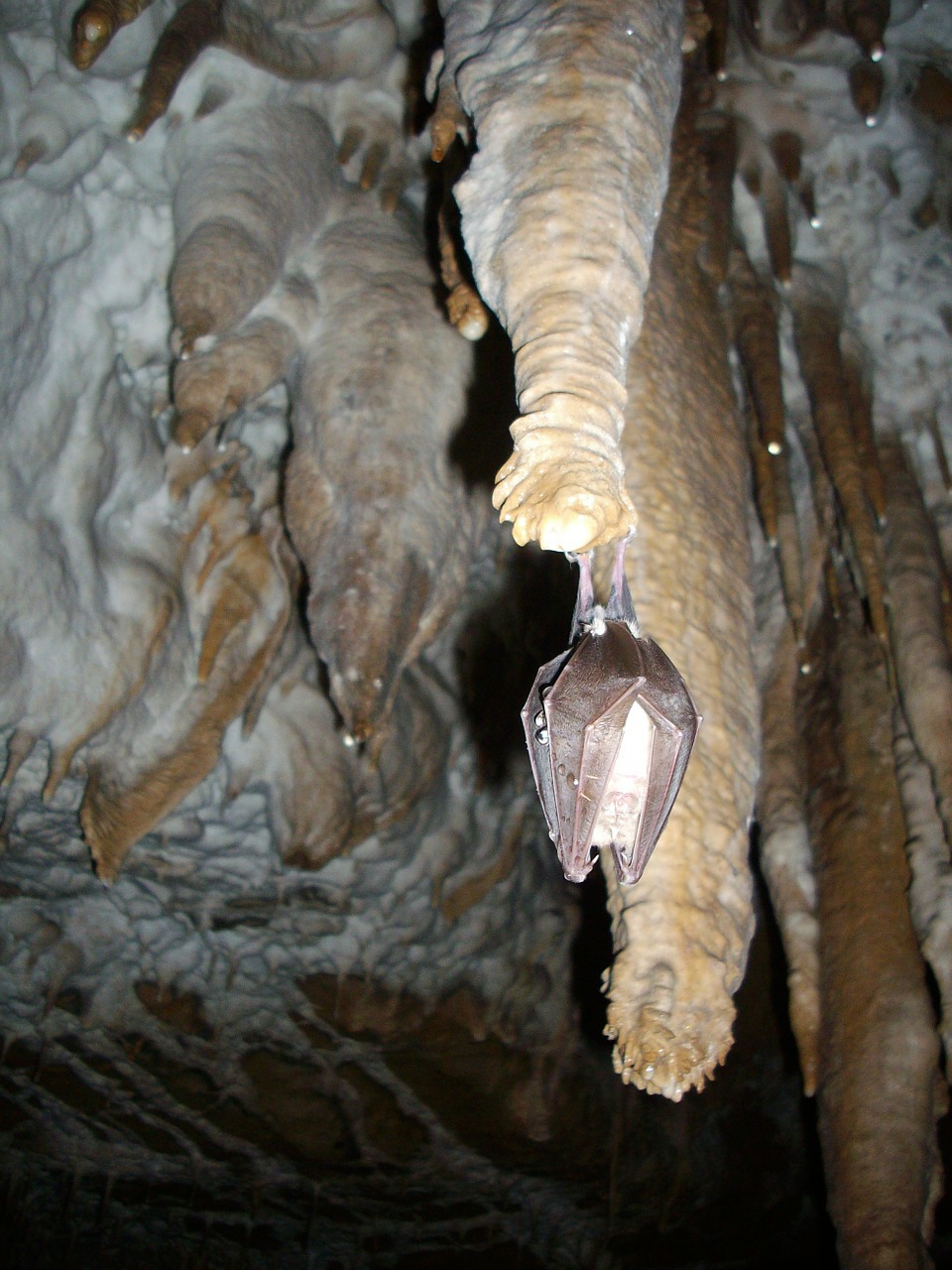 stalactites cave ceiling cave free photo
