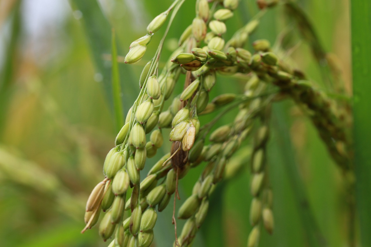 stalk  rice  grain free photo