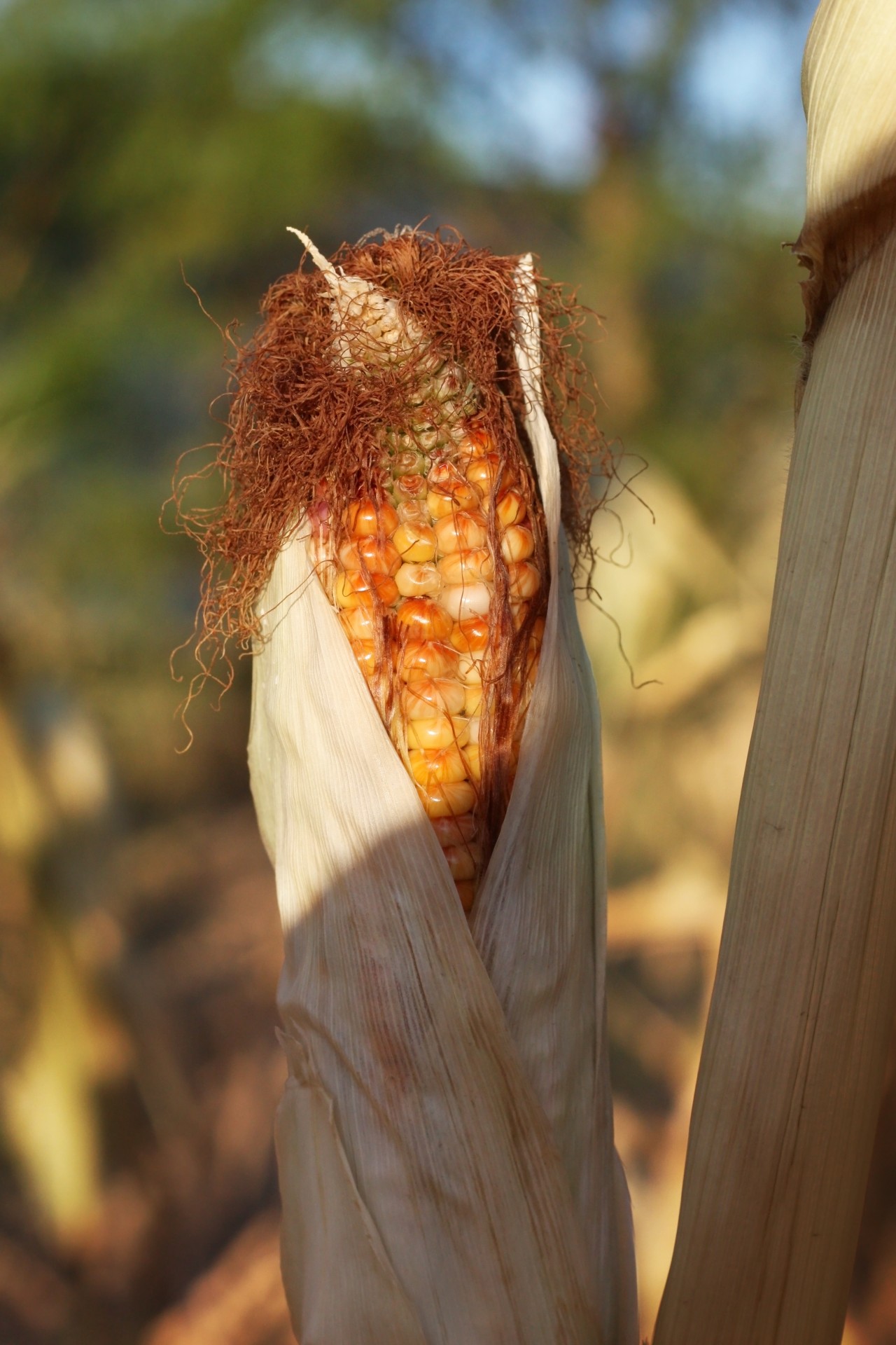 farm indian corn corn stalk free photo
