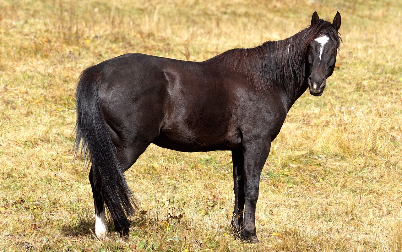 stallion horse brown free photo