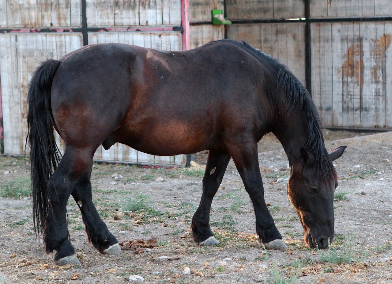 stallion horse animal free photo