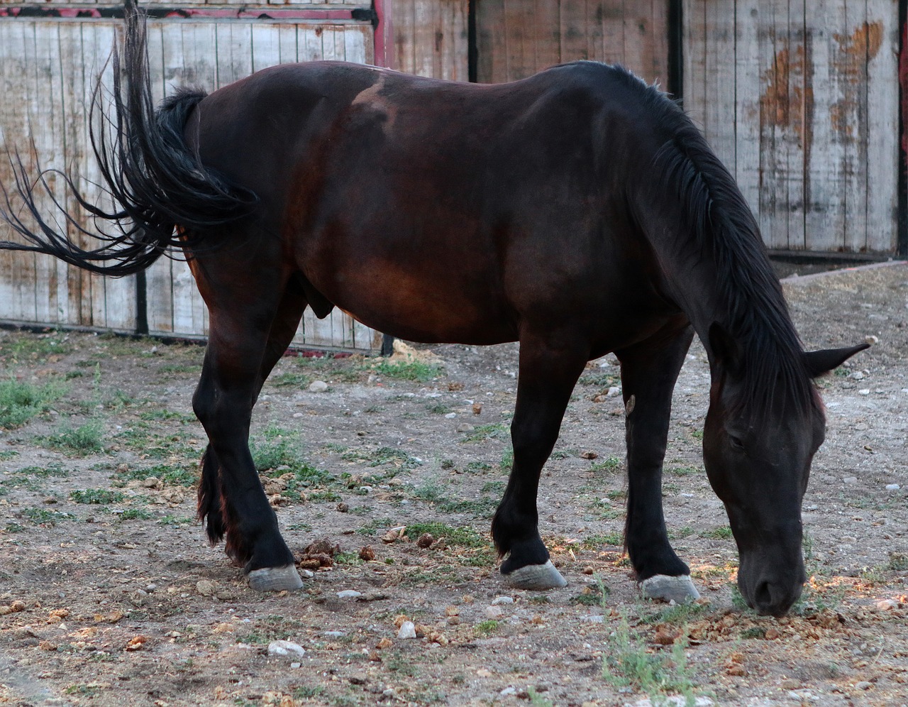 stallion horse male free photo