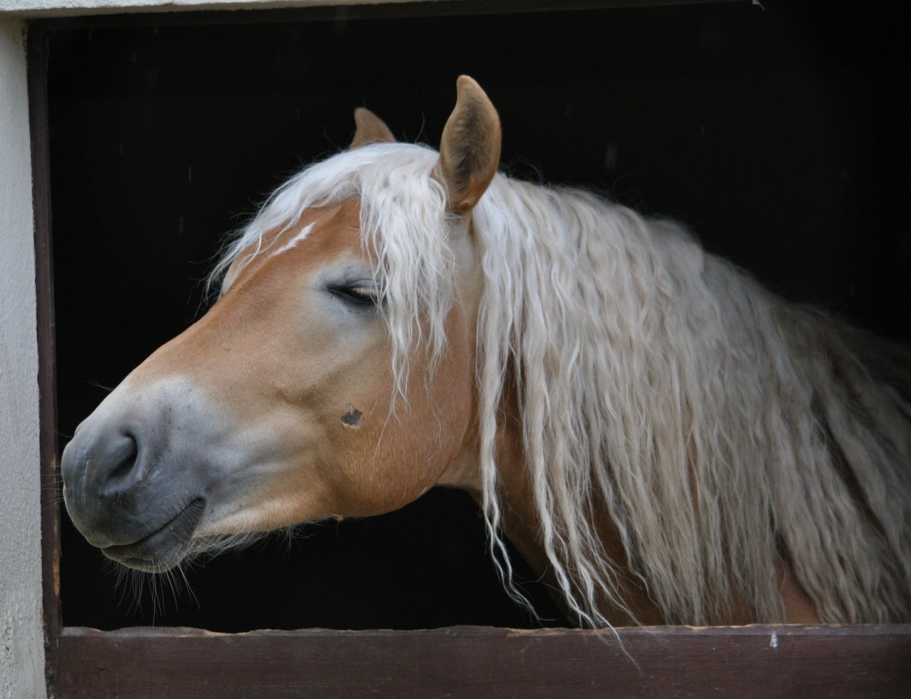 stallion horse horses free photo