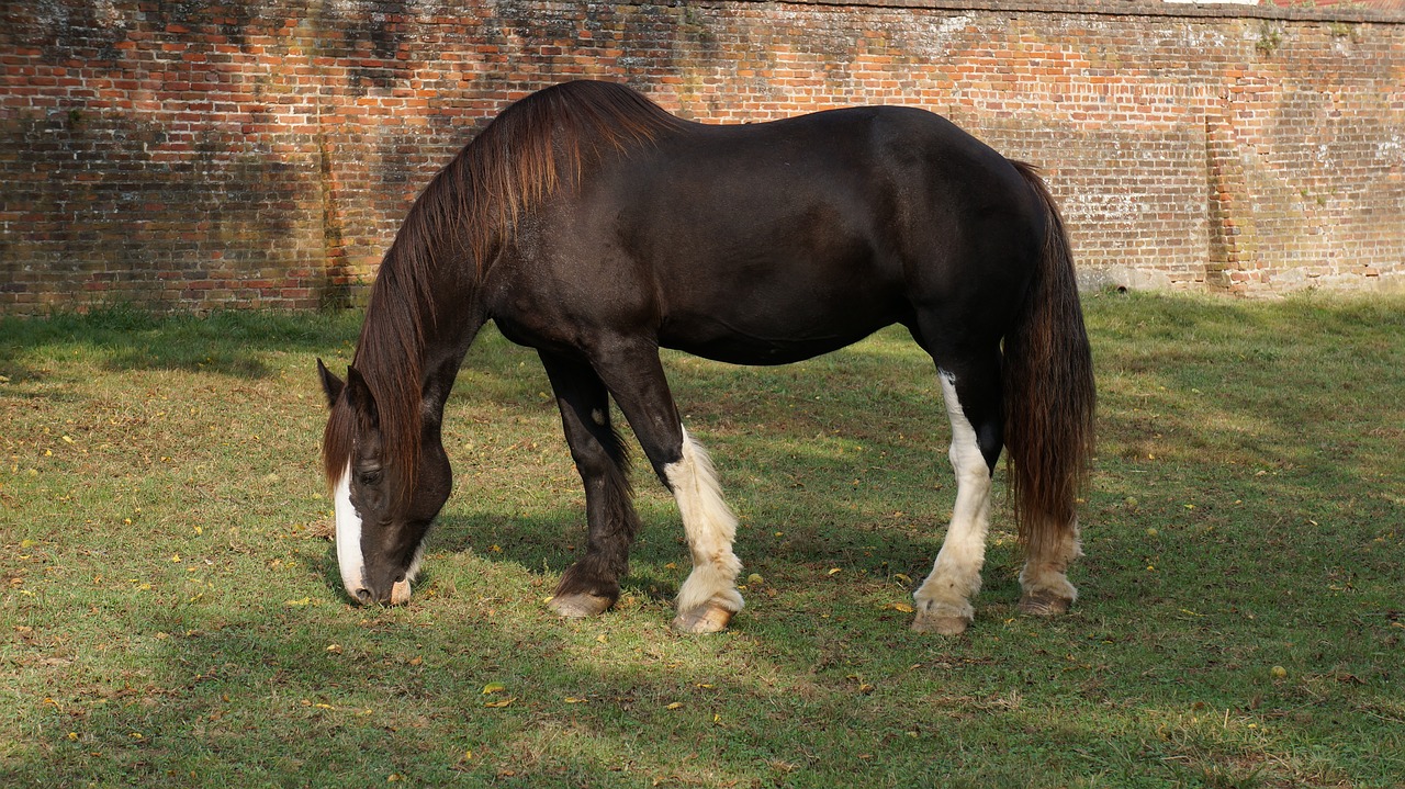 stallion horse mustang free photo