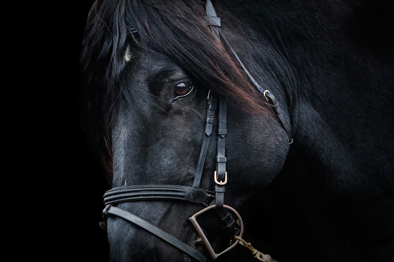 stallion horse equestrian free photo