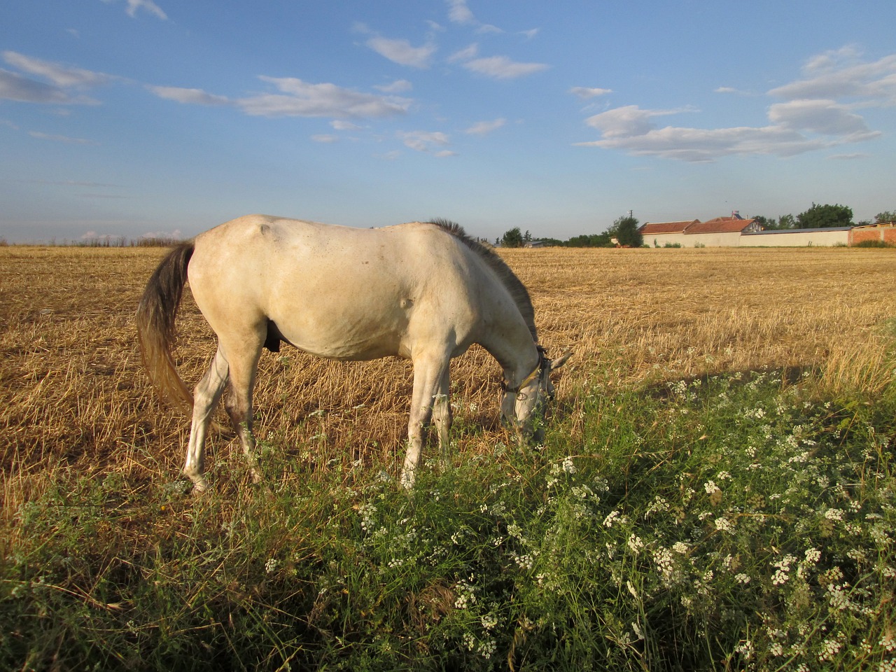 stallion  horse  gypsy free photo