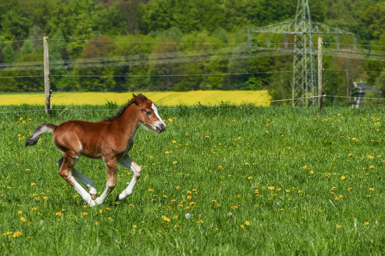 stallion foal galloping  pony foal  brown free photo