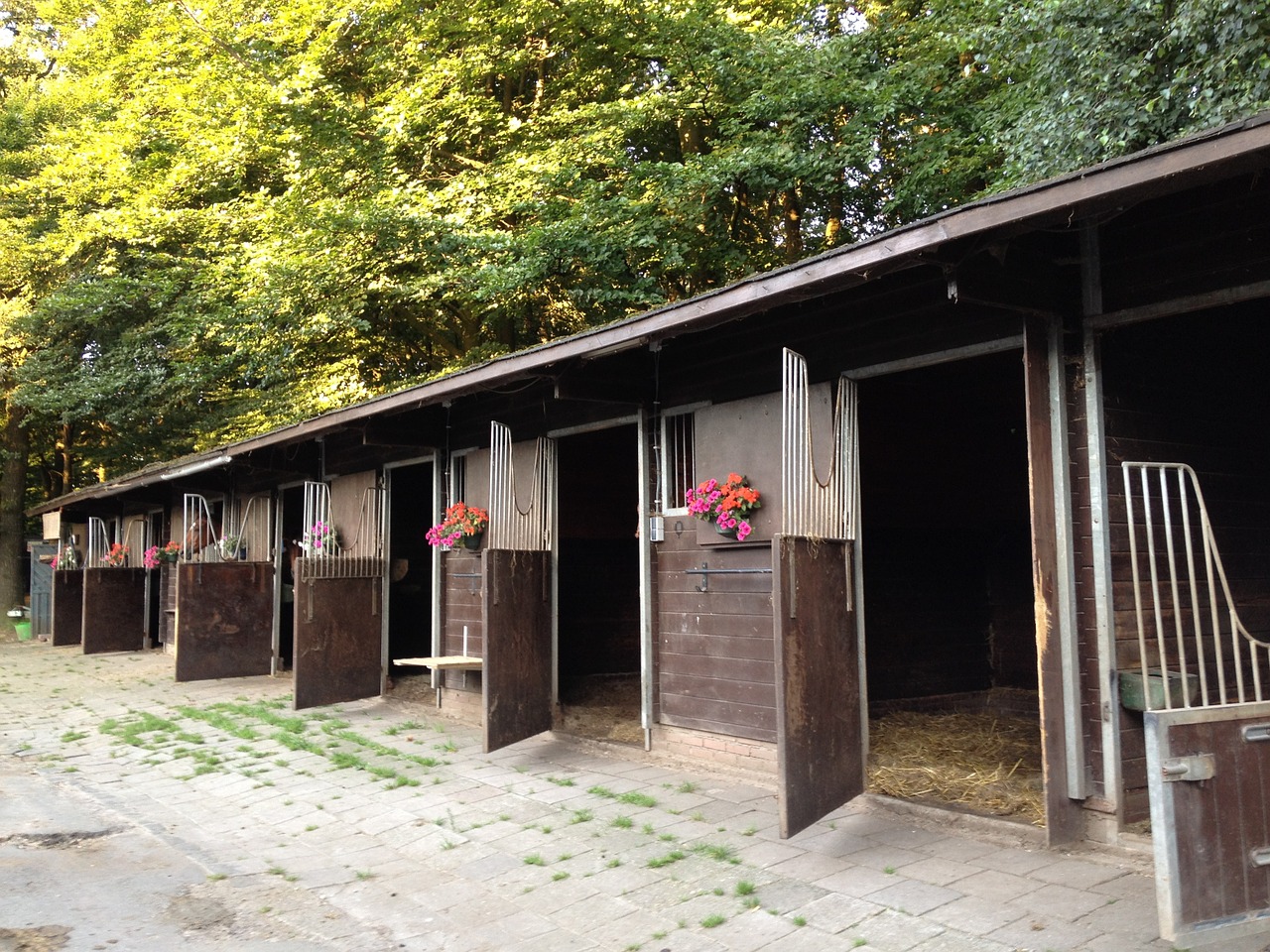 stalls horses freedom free photo