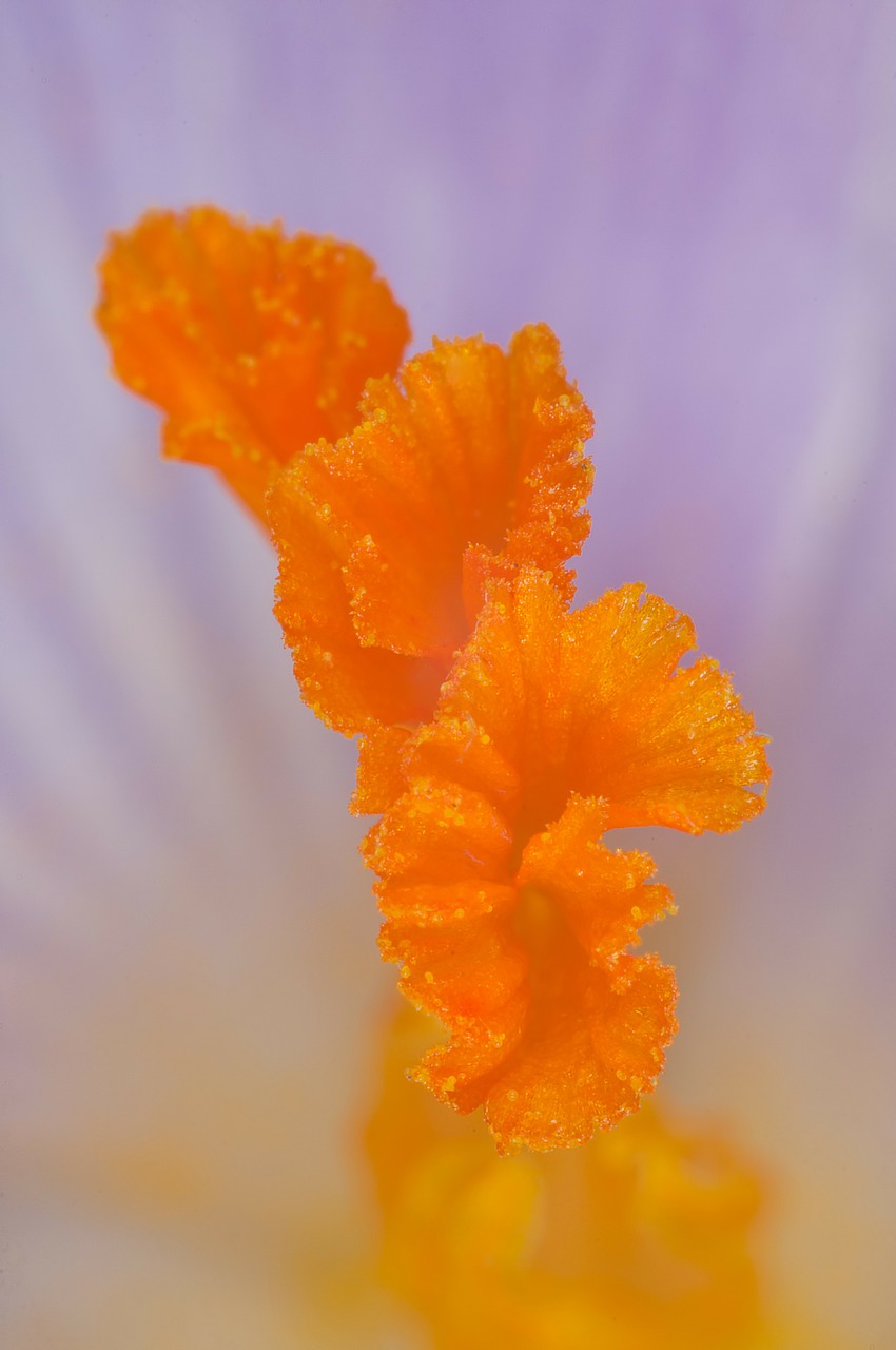 stamen saffron orange free photo