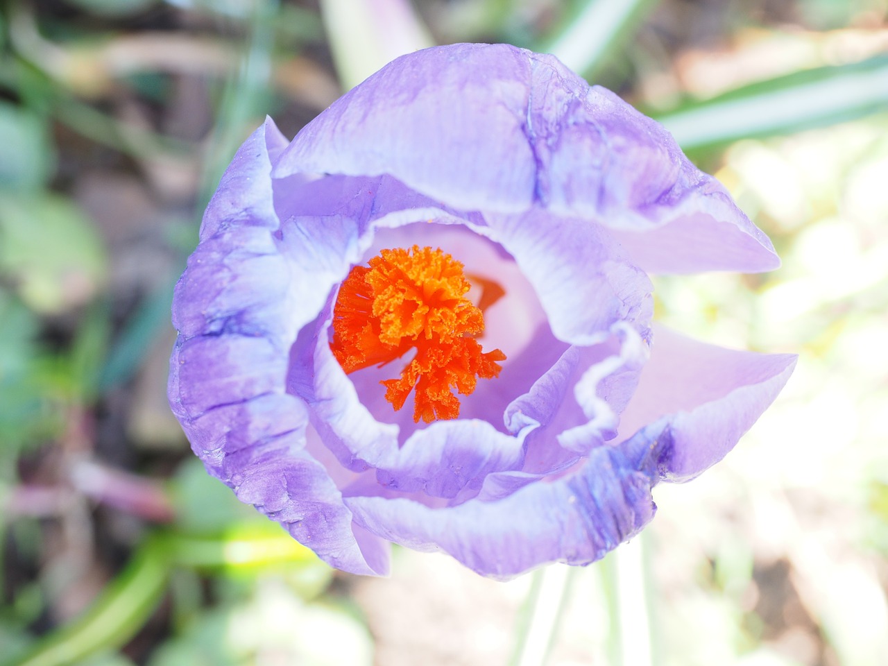 stamens crocus stamp free photo