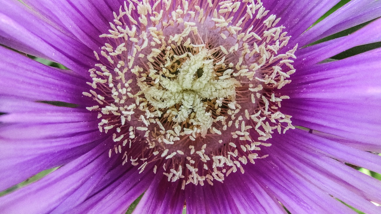 stamens flower nature free photo