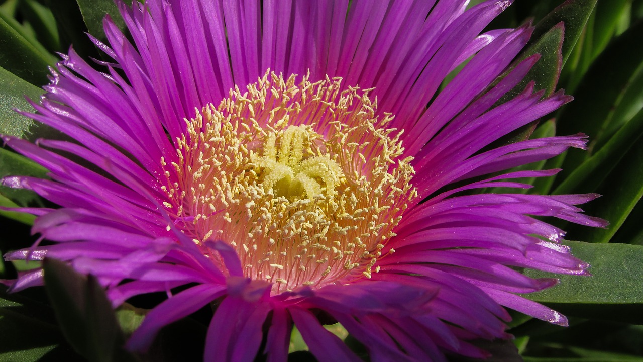 stamens flower nature free photo