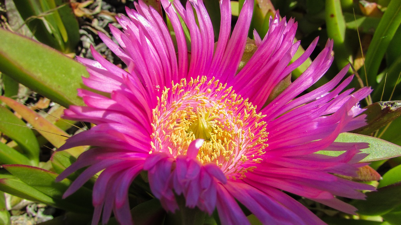 stamens flower nature free photo