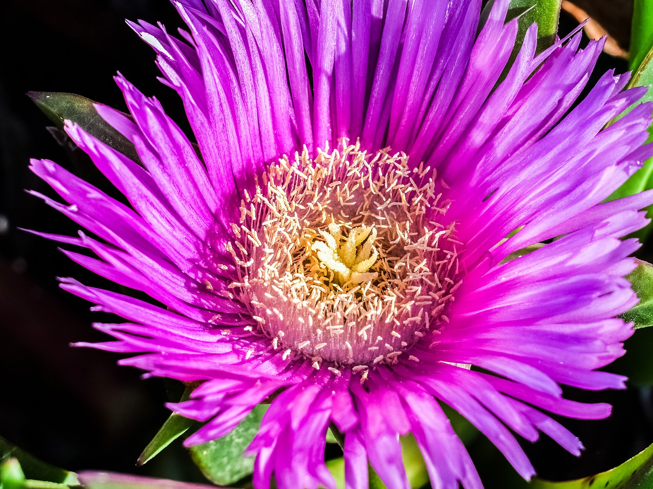 stamens flower nature free photo