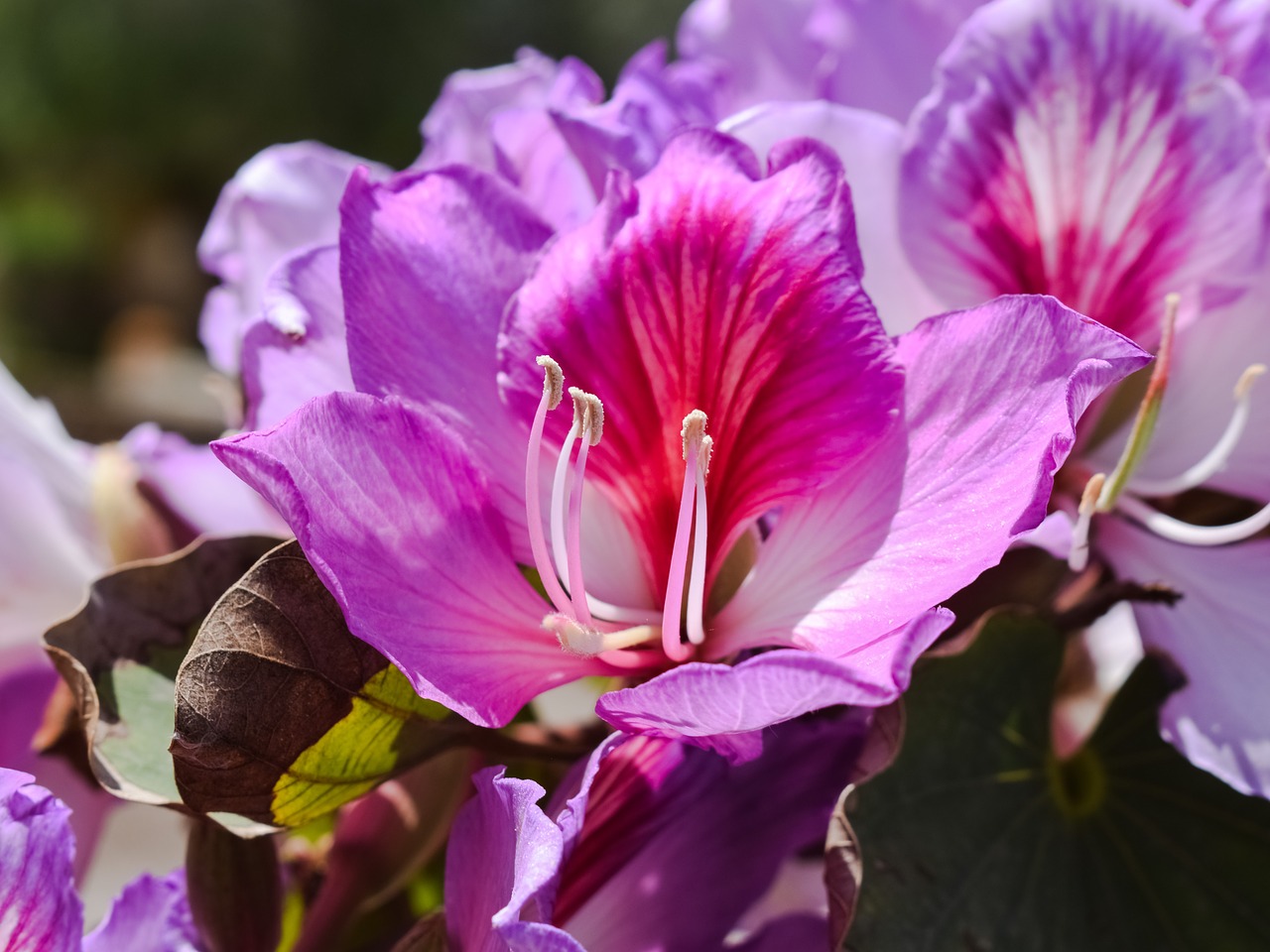 stamens flower tree free photo