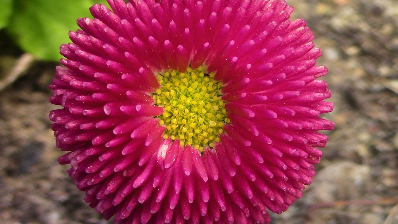 stamens yellow red free photo