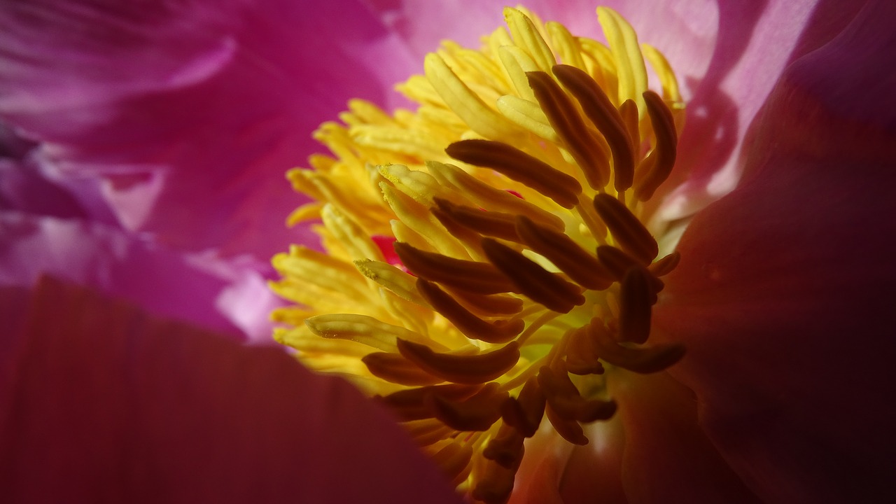 stamens nature flower free photo