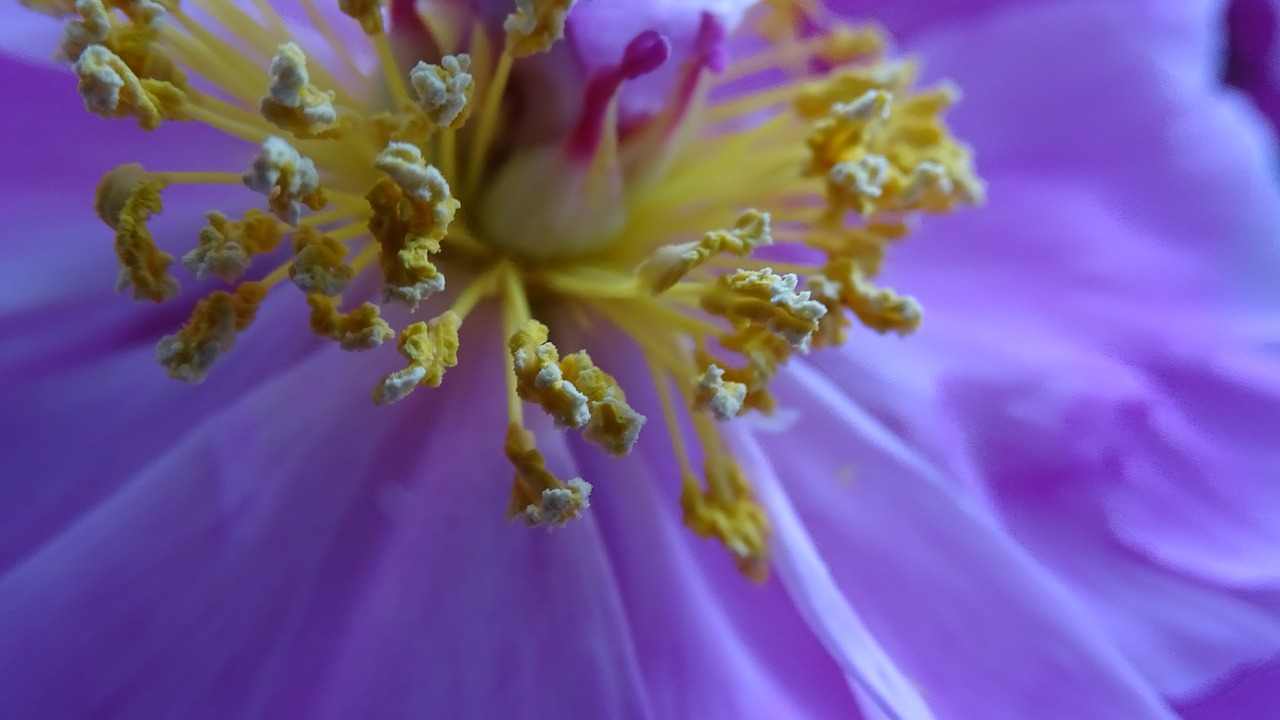 stamens nature flower free photo