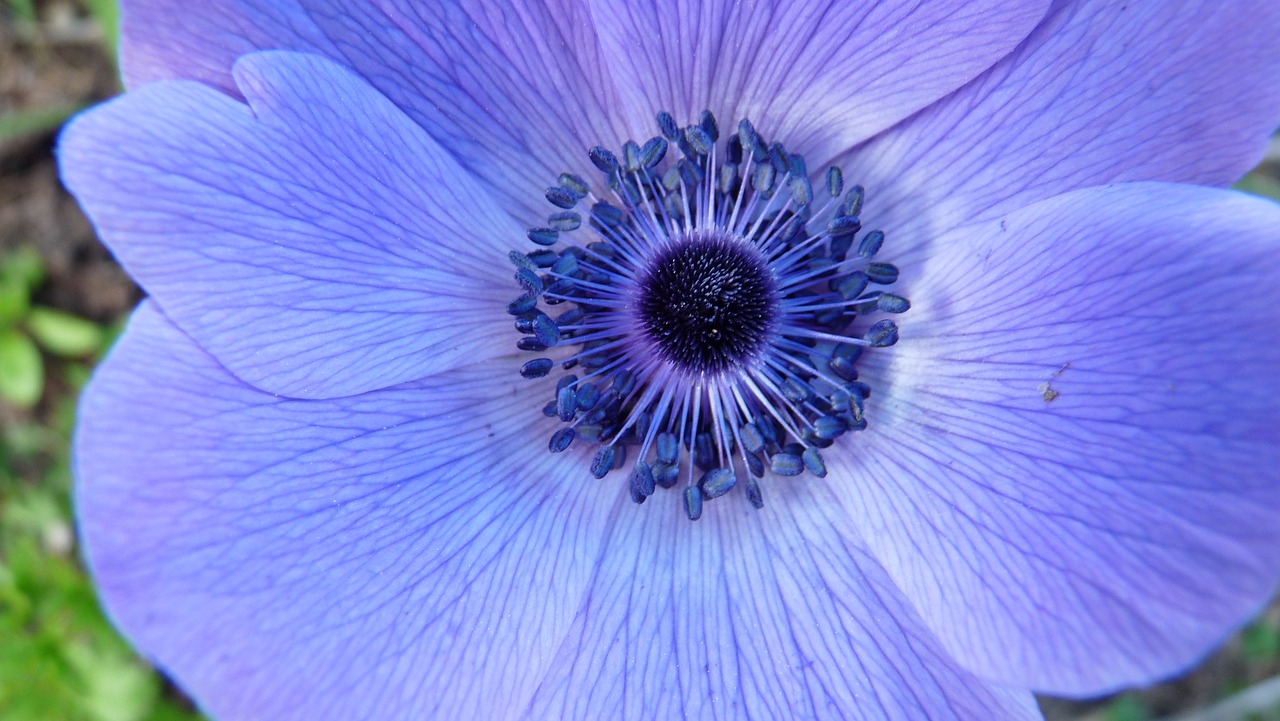 stamens blue flower free photo