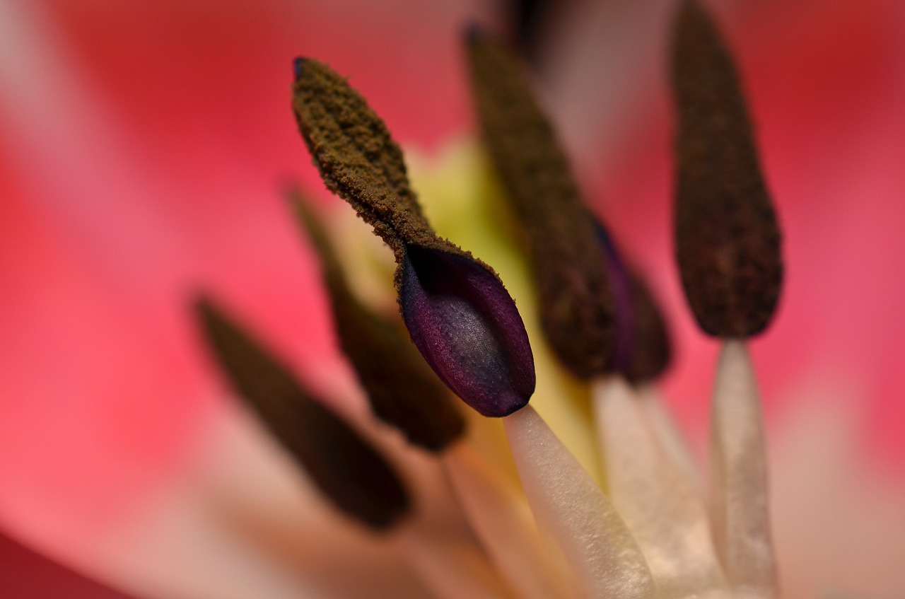 stamens macro nature free photo