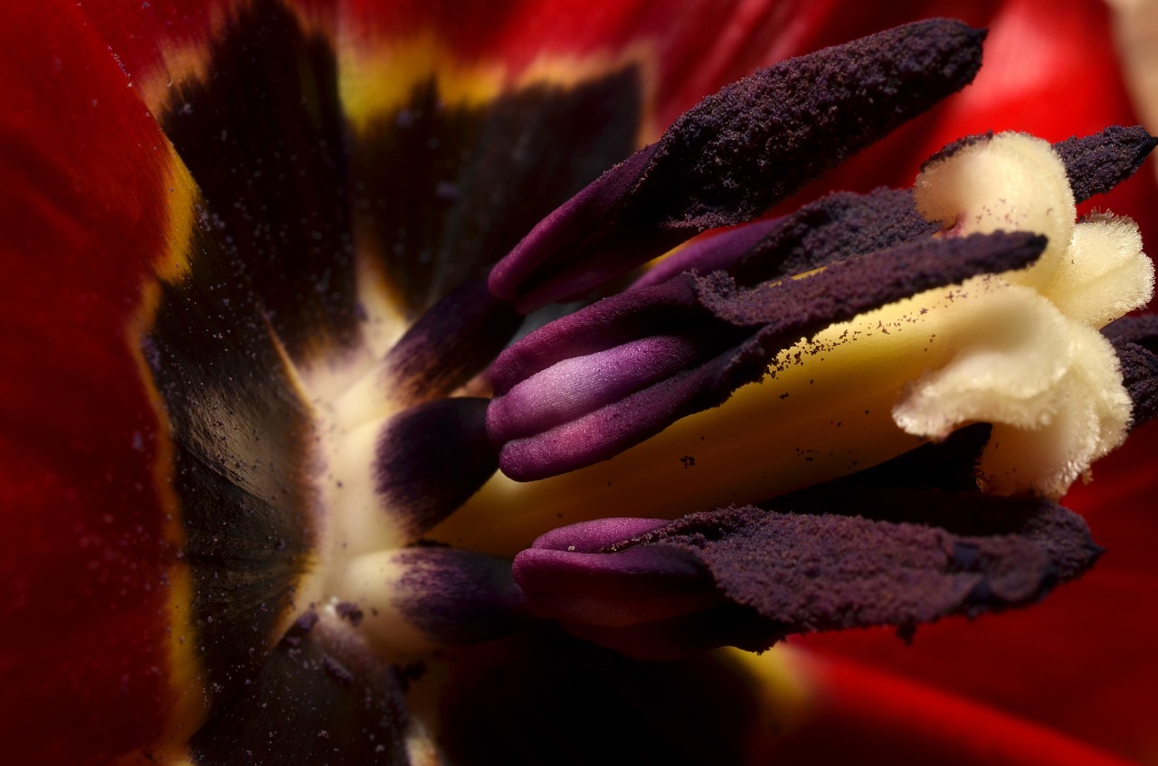 stamens macro nature free photo