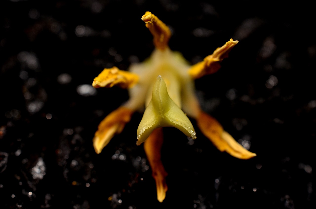 stamens macro yellow free photo