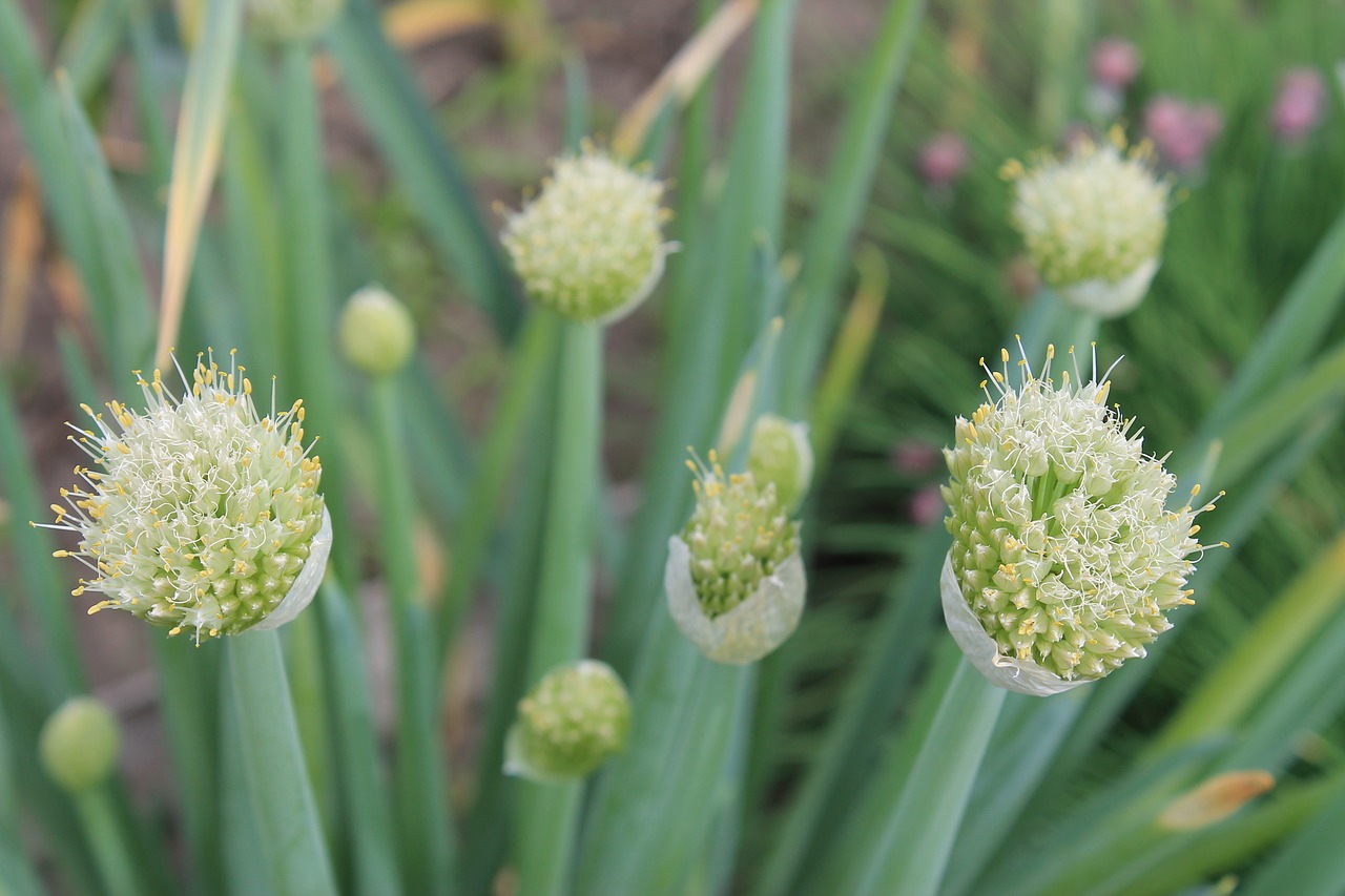 stamens  onion  flowering onion free photo