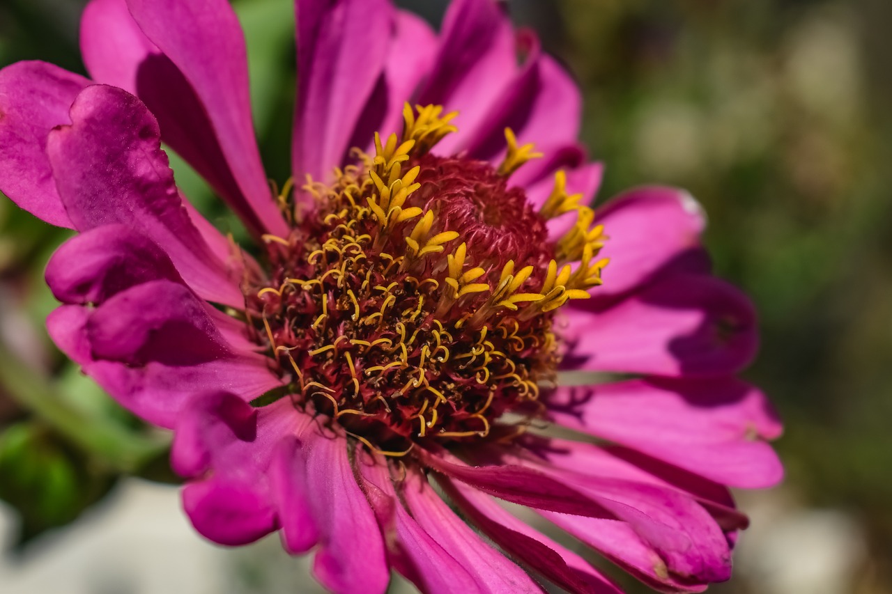 stamens  flower  bloom free photo