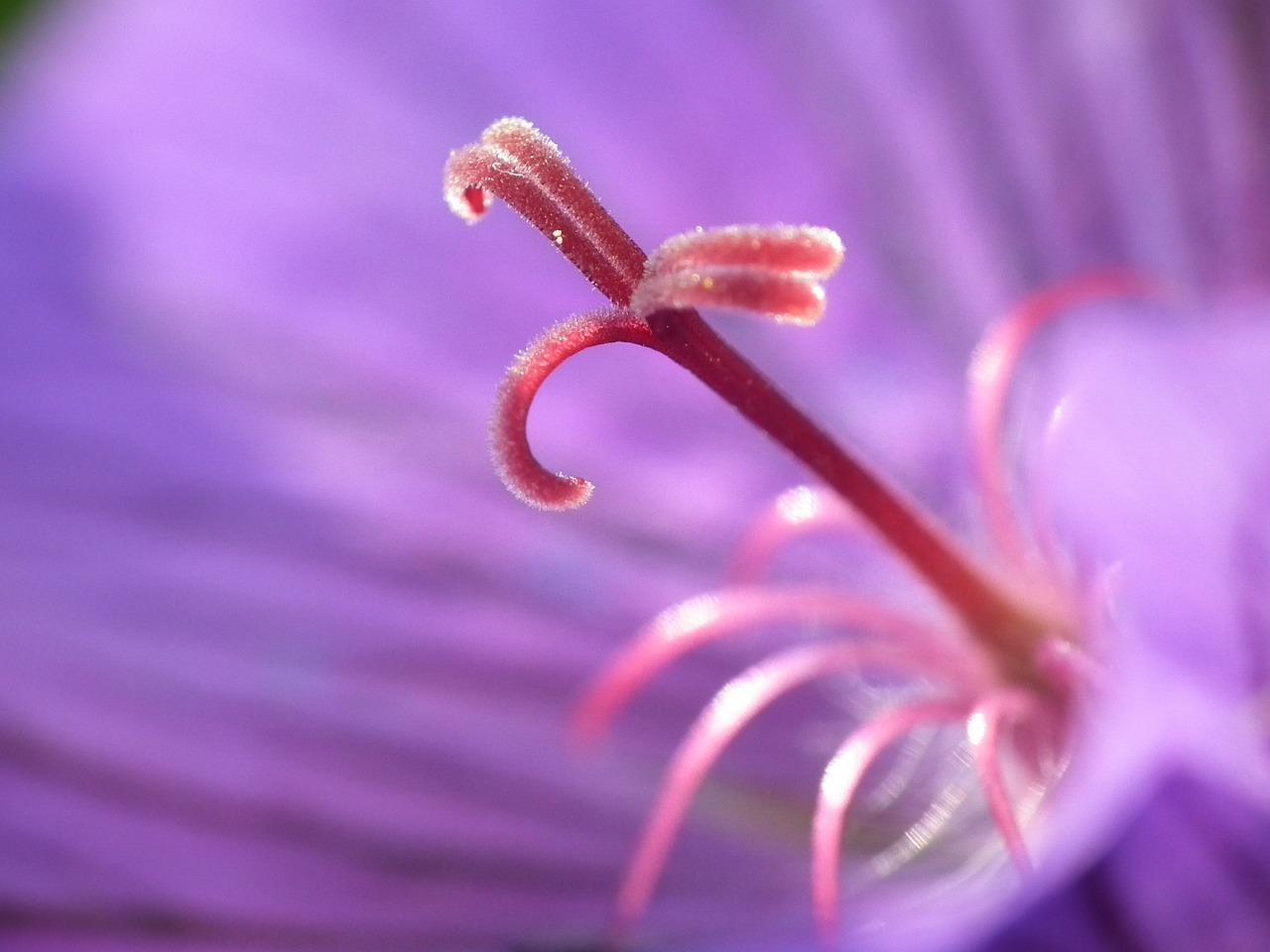 stamens flower purple free photo