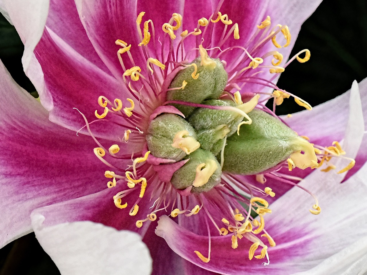 stamens flower plant free photo