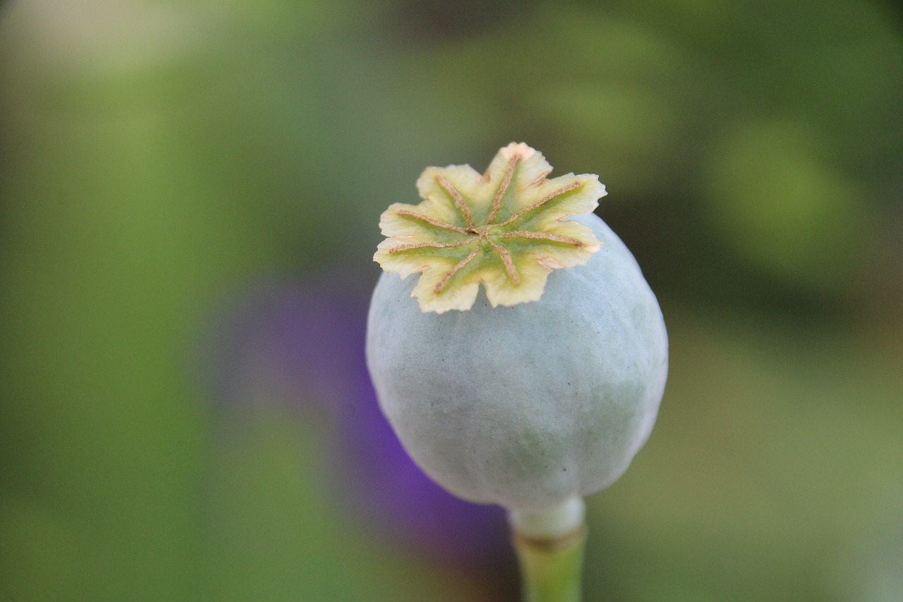 stamp plant flower free photo