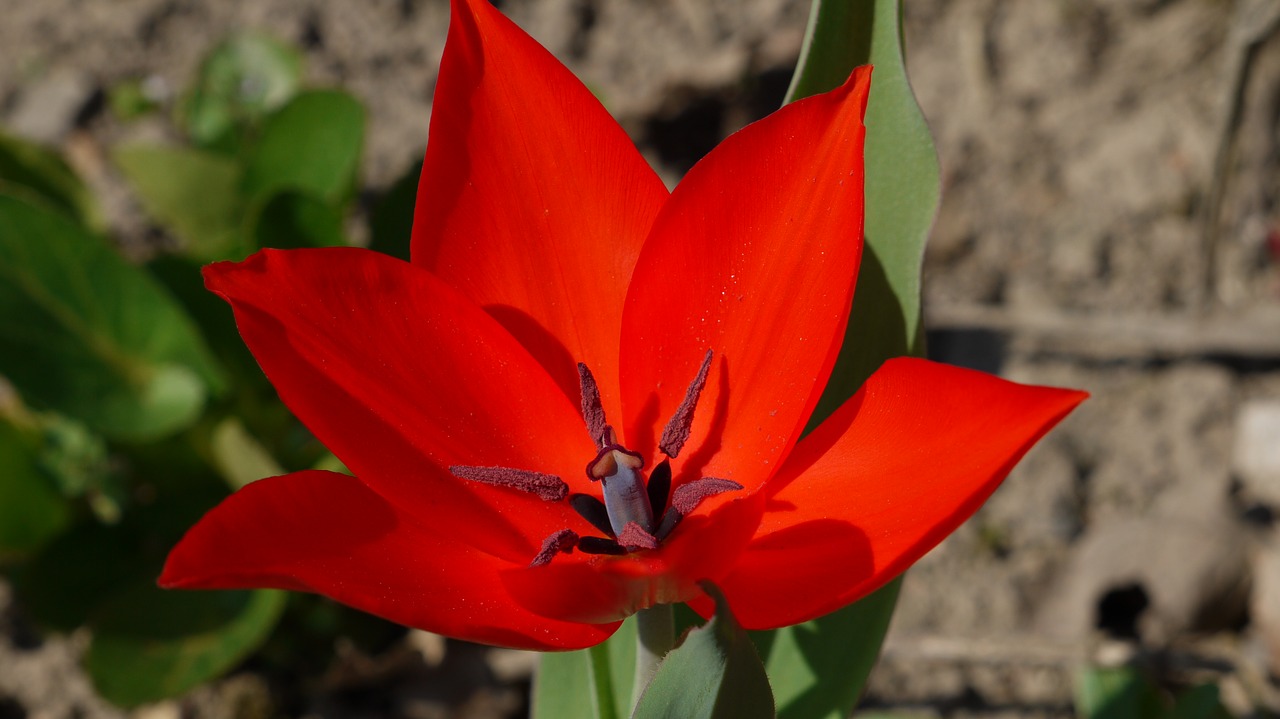 stamp star tulip free photo