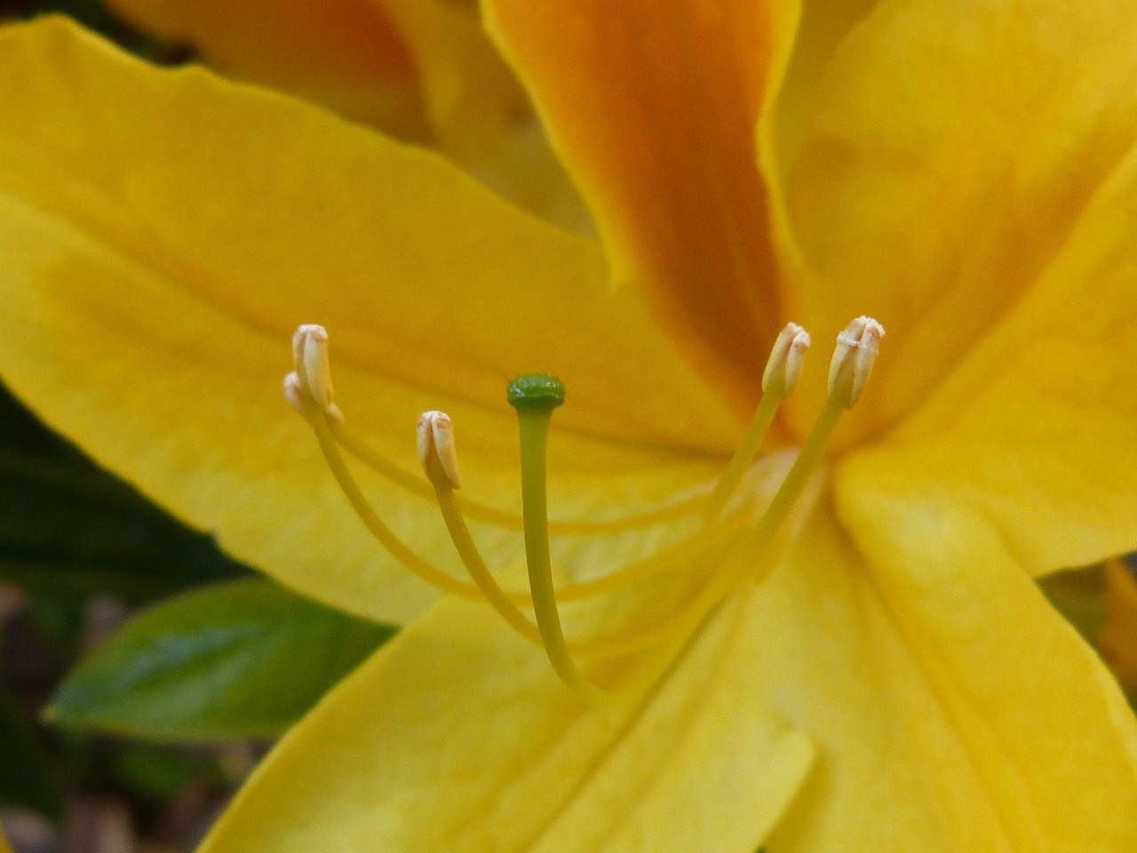 stamp pollen blossom free photo