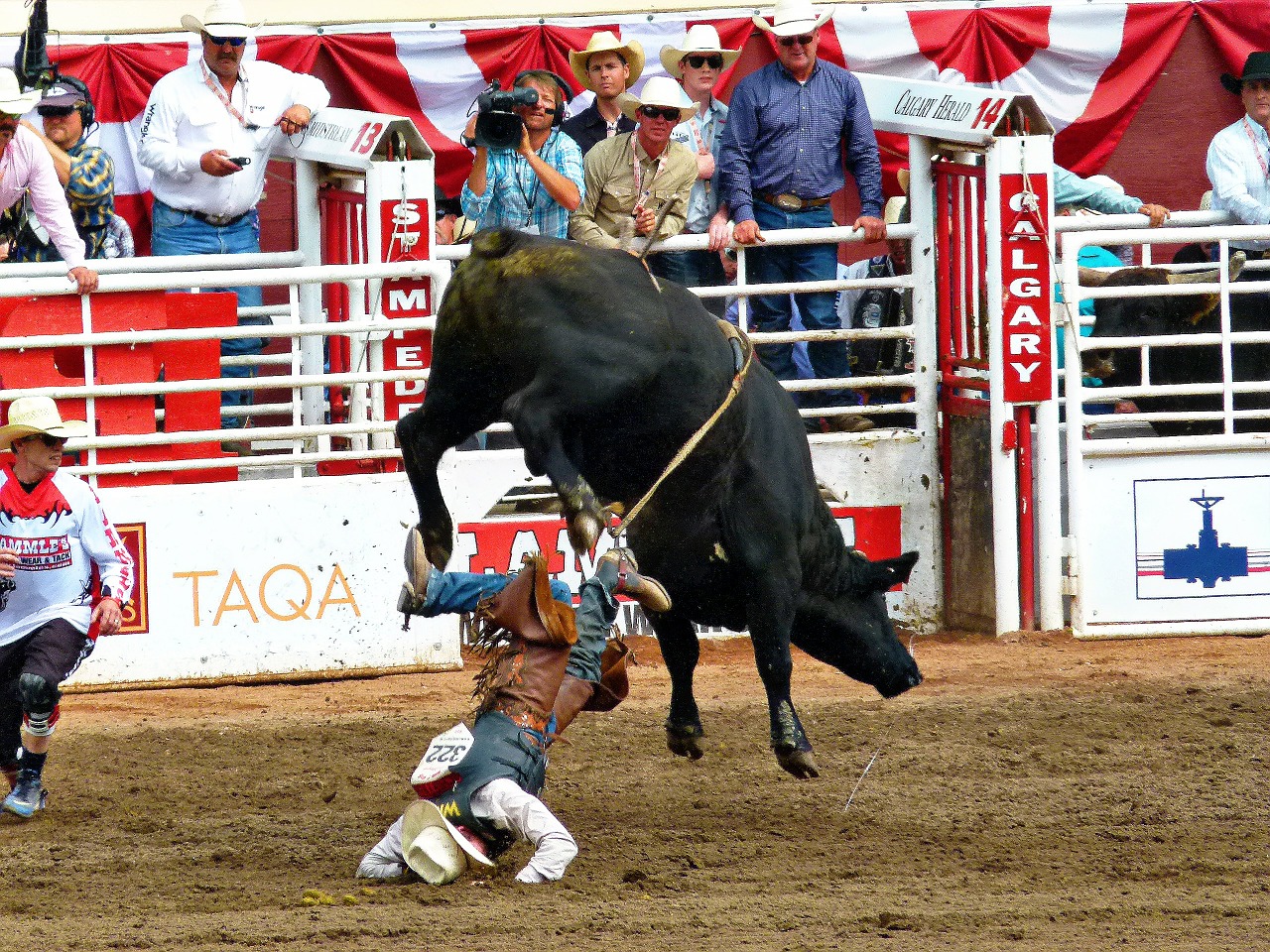 stampede calgary bull riding free photo