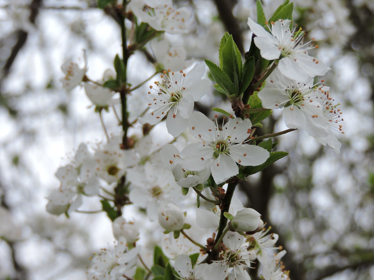 stams tyrol cherry blossoms free photo