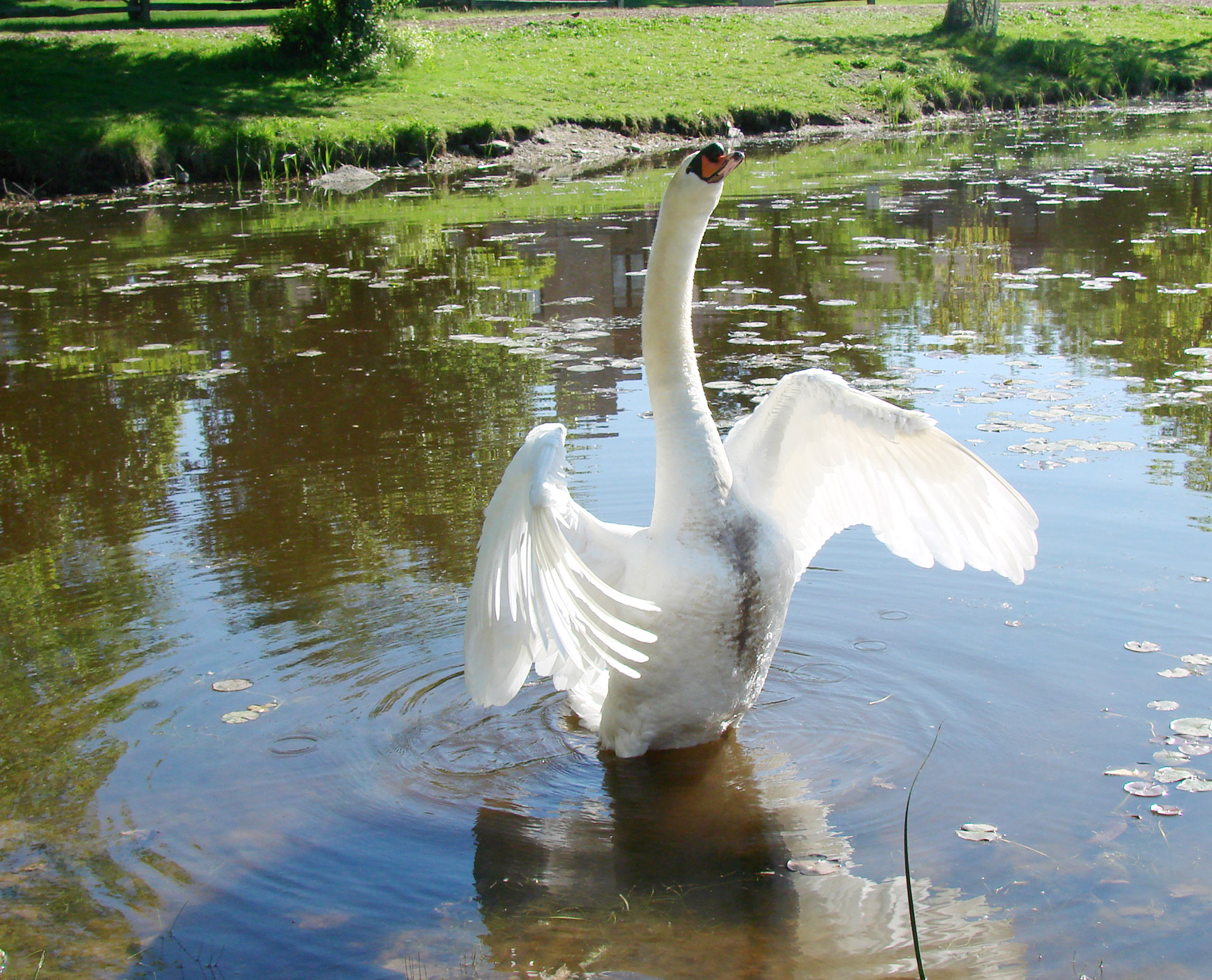 swan warning goose standing free photo