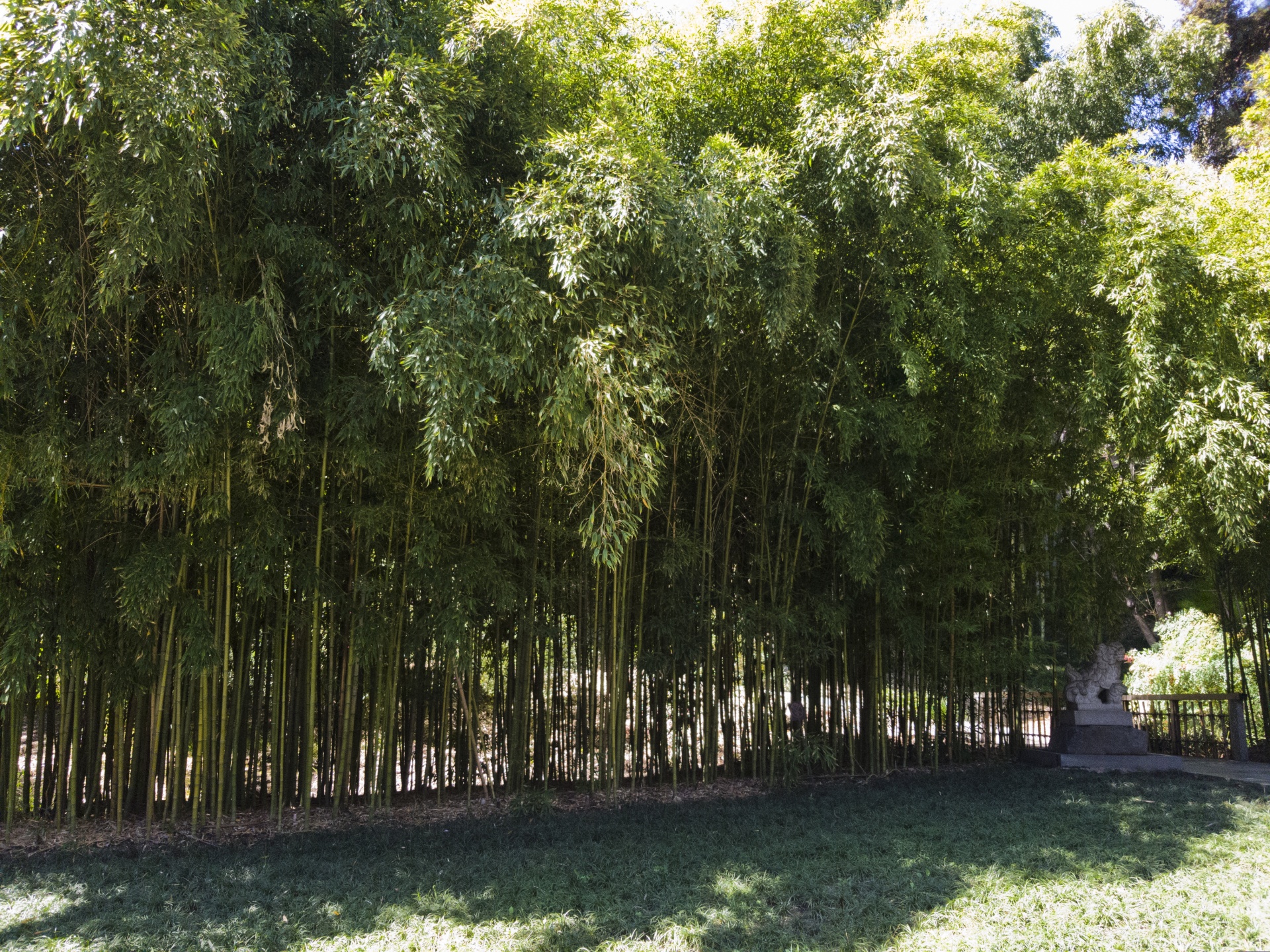 trees bamboo stand free photo