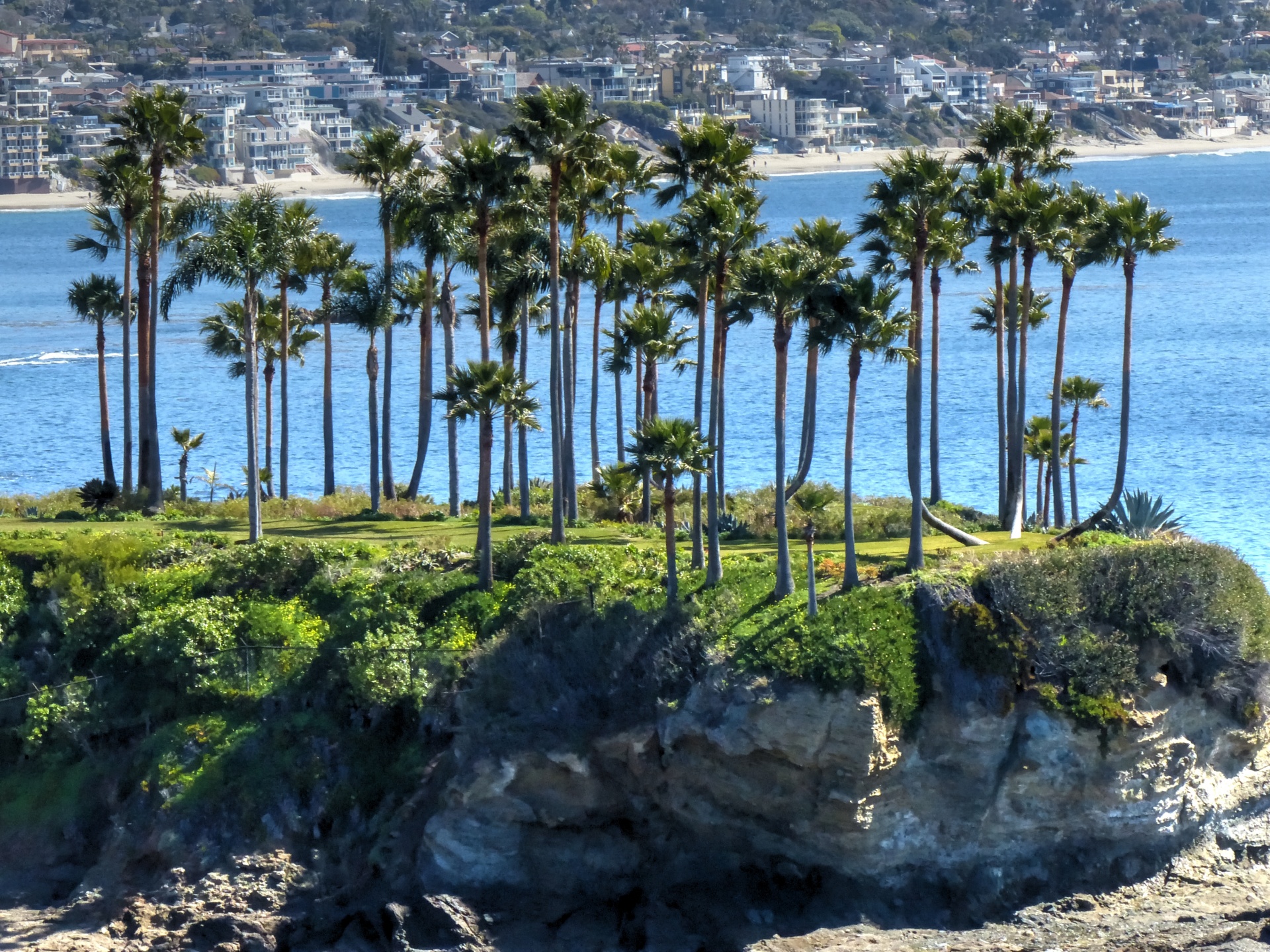 background laguna beach palm trees free photo